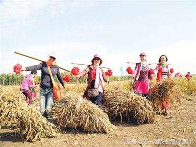 黑龍江省優質米源地之龍江縣小米